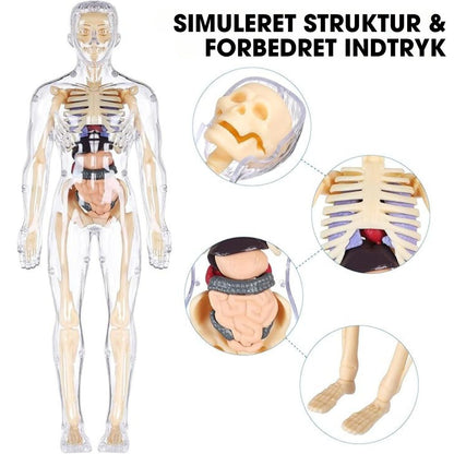 BodyQuest® - Læringsmodel af menneskekroppen til børn